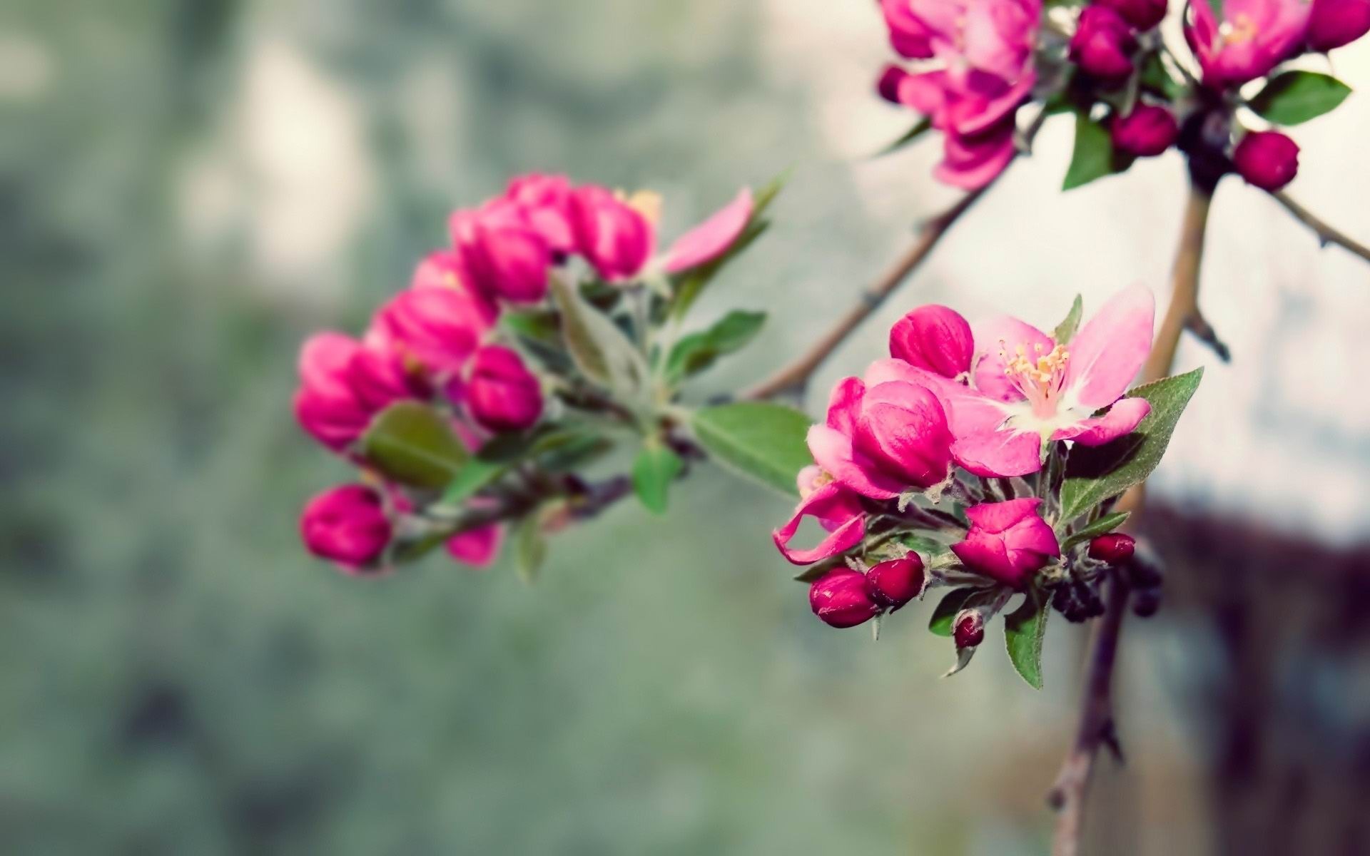 Wallpaper Nature Beauty Desktop