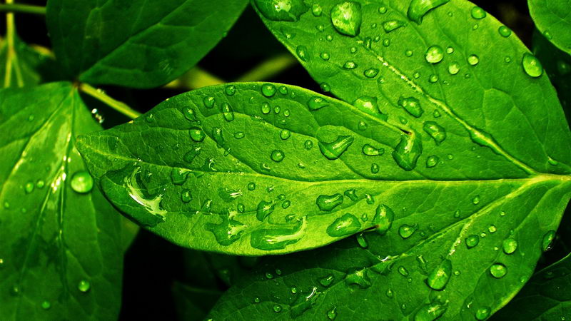 Wallpaper Nature Beauty Hd