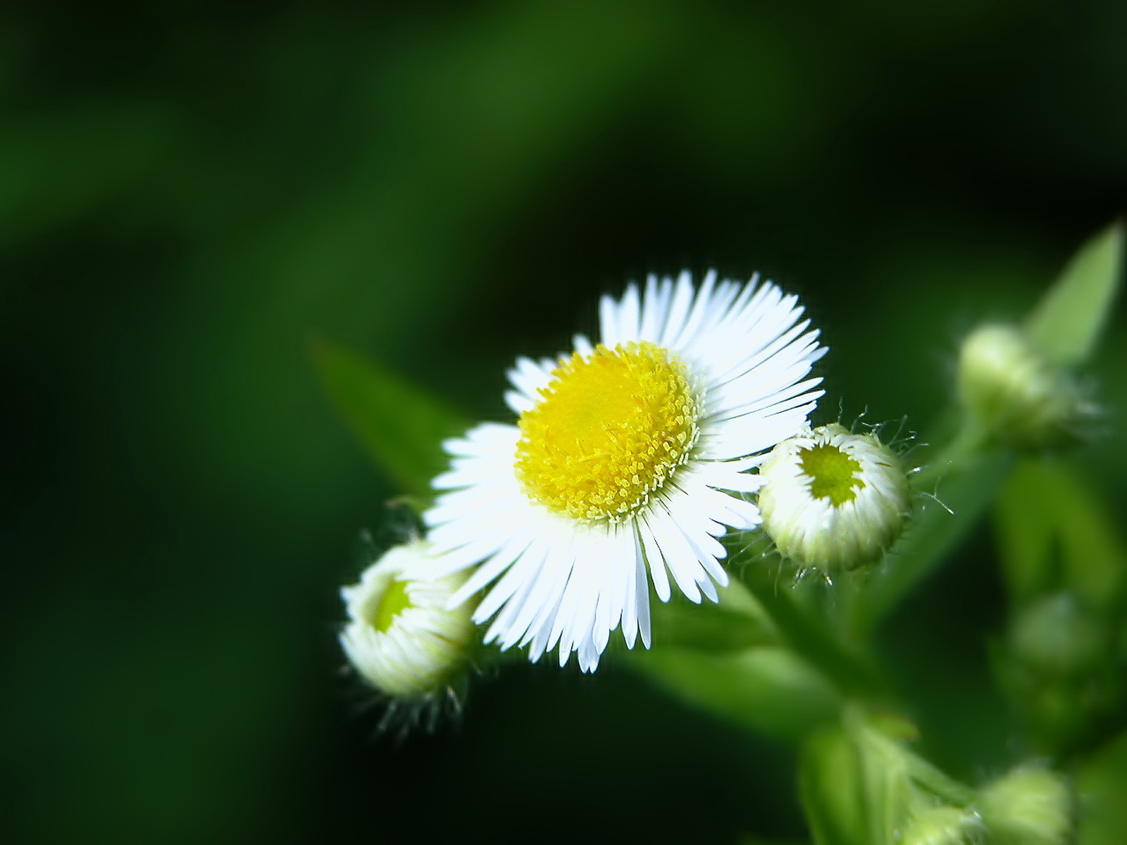 Wallpaper Nature Flowers