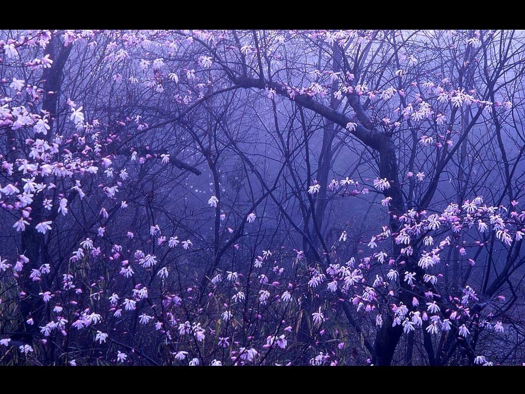 Wallpaper Nature Flowers Trees