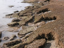 Weathering And Erosion Pictures