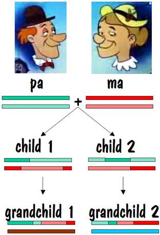 What Are Autosomes And How Many Do Humans Have
