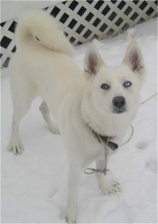 White Huskies Dogs
