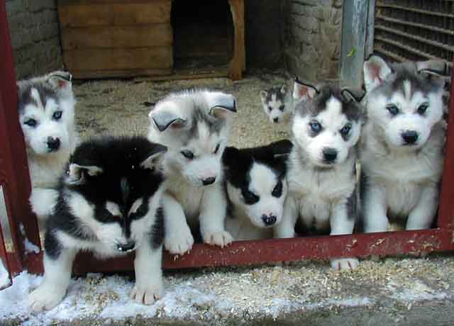 White Huskies Dogs