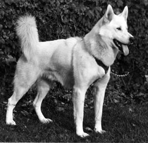 White Huskies Dogs