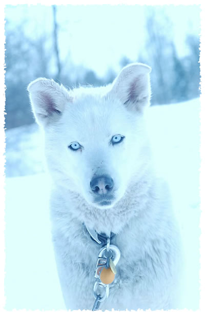 White Huskies Dogs