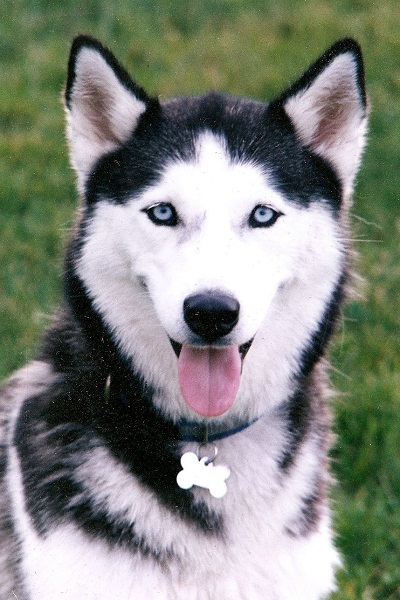 White Huskies With Blue Eyes