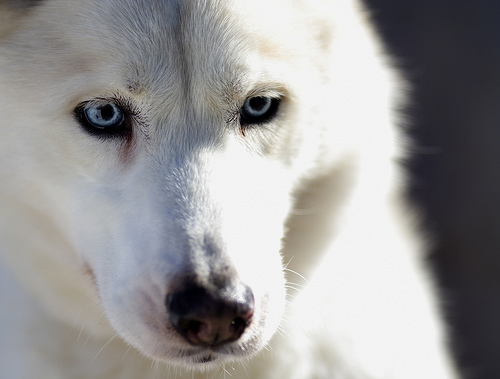 White Huskies With Blue Eyes