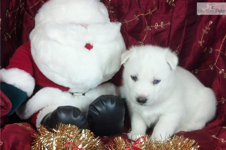 White Husky Puppies Pictures
