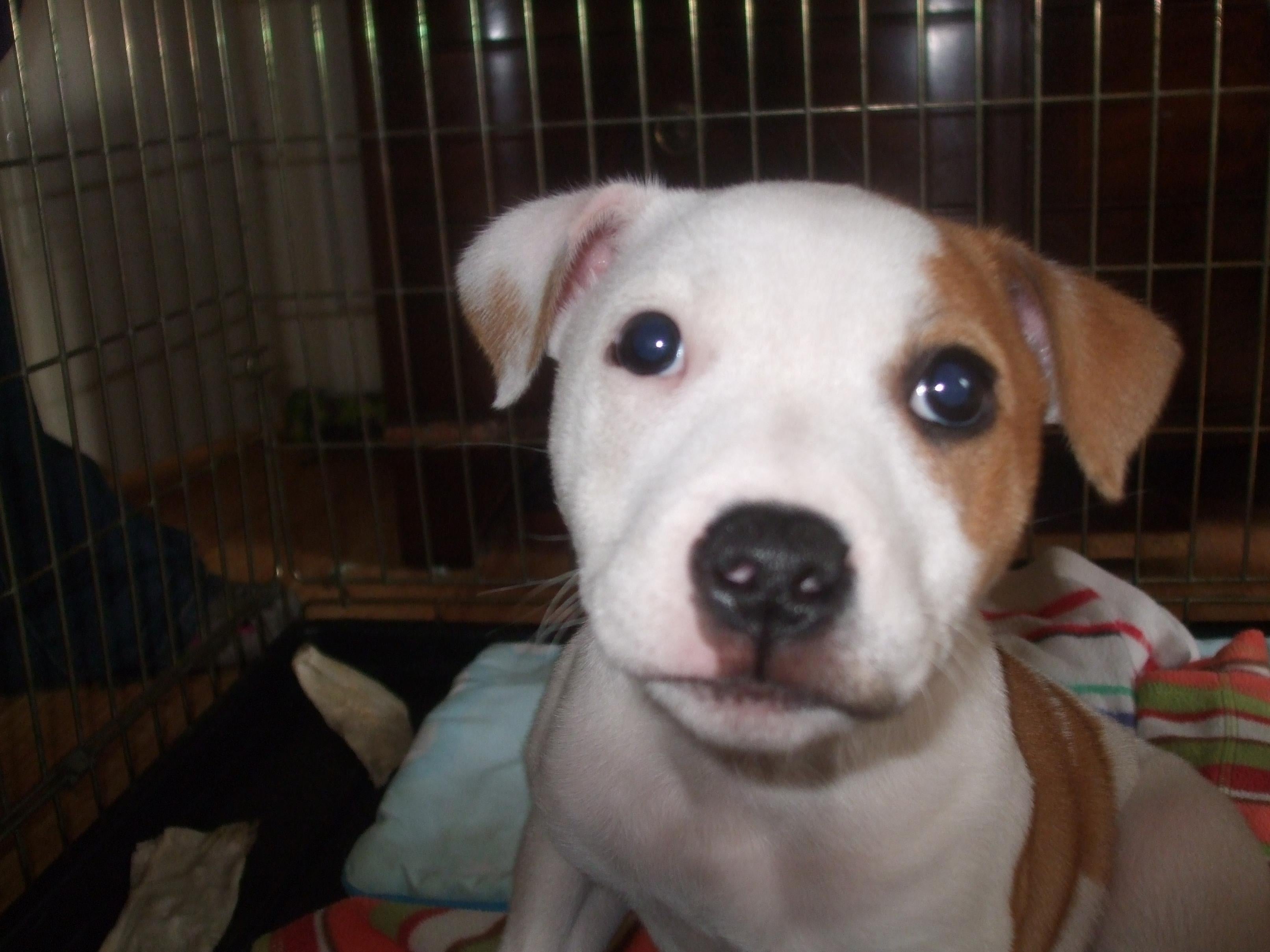 White Staffies For Sale