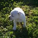 White Staffy Puppies