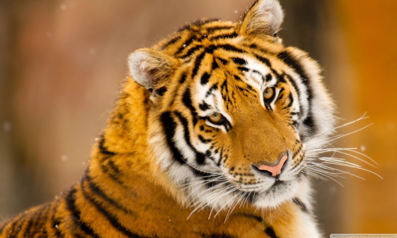 Wild Animals Wallpapers Hd