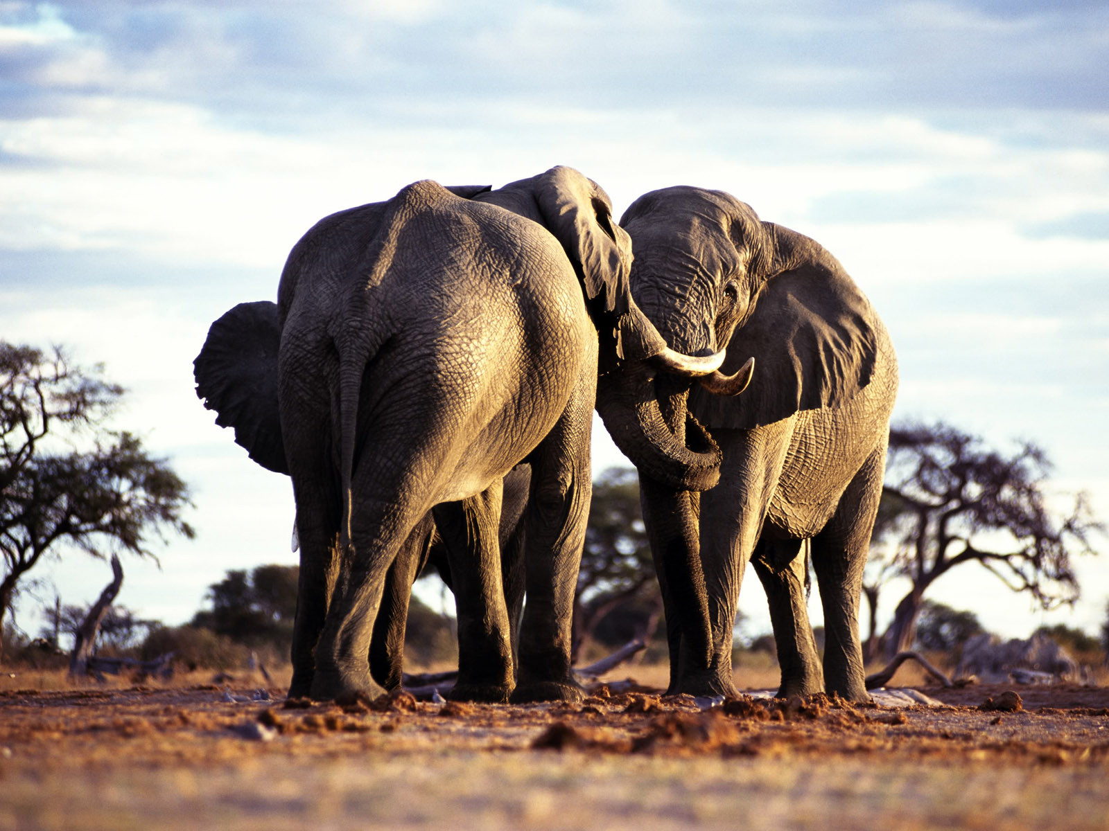 Wild Animals Wallpapers Hd
