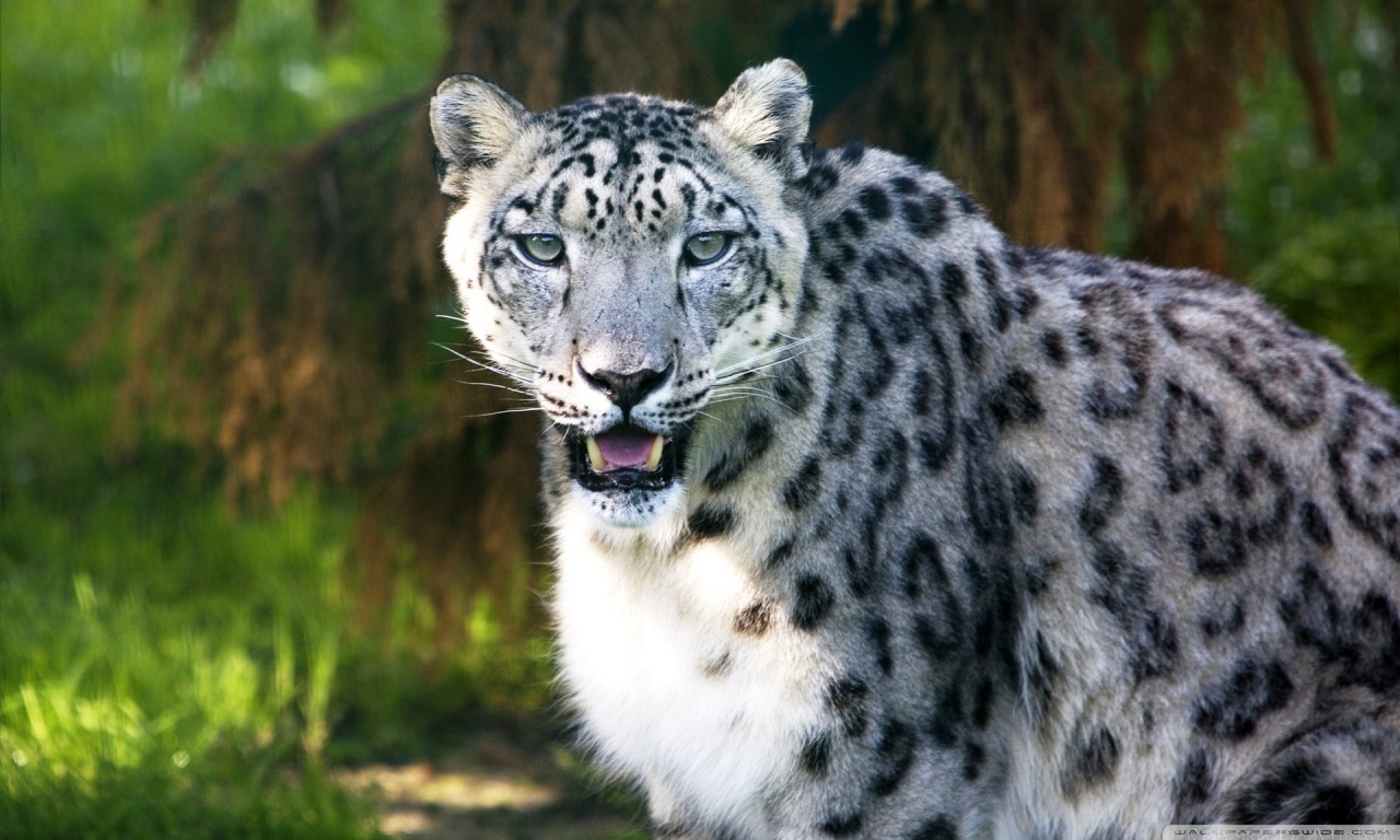 Wild Animals Wallpapers Hd