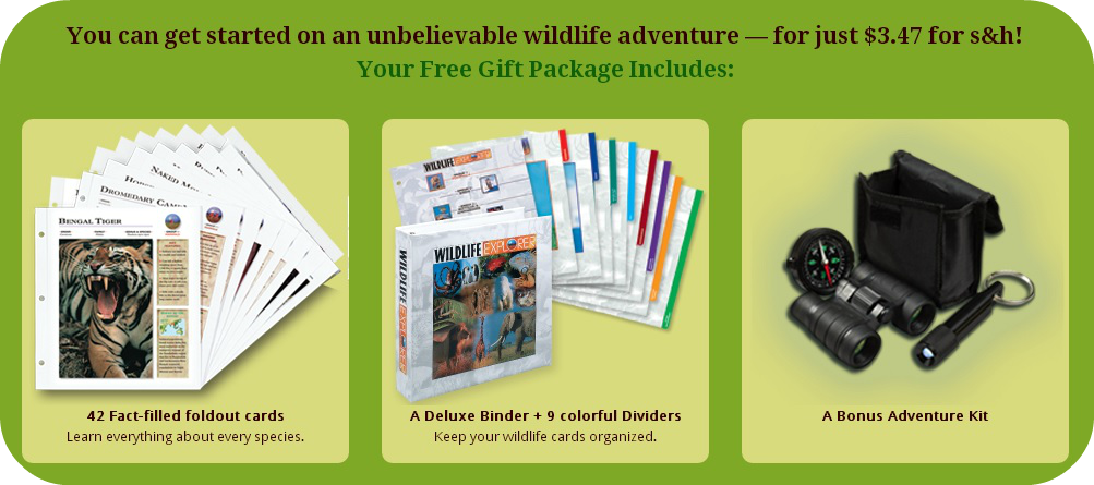 Wildlife Explorer Cards Review