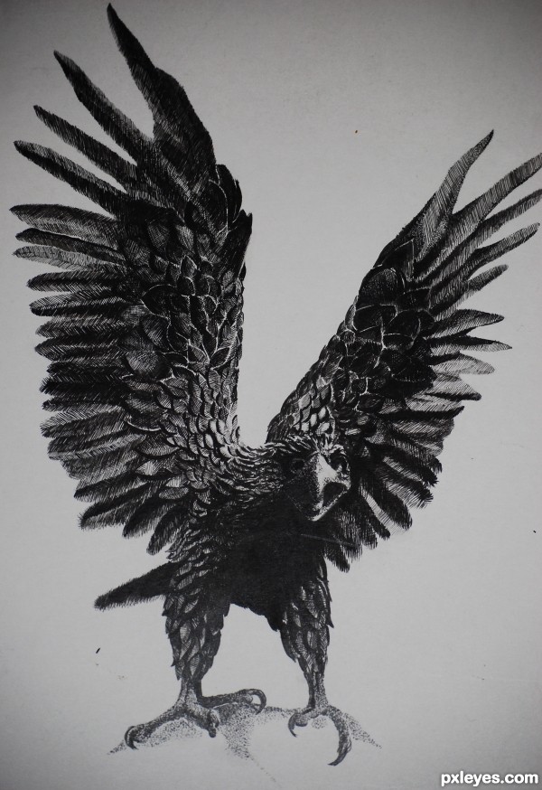 Wings Drawings In Pencil