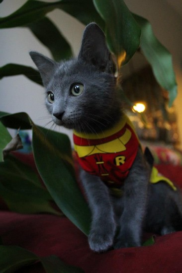 World War Z Poster Kitty