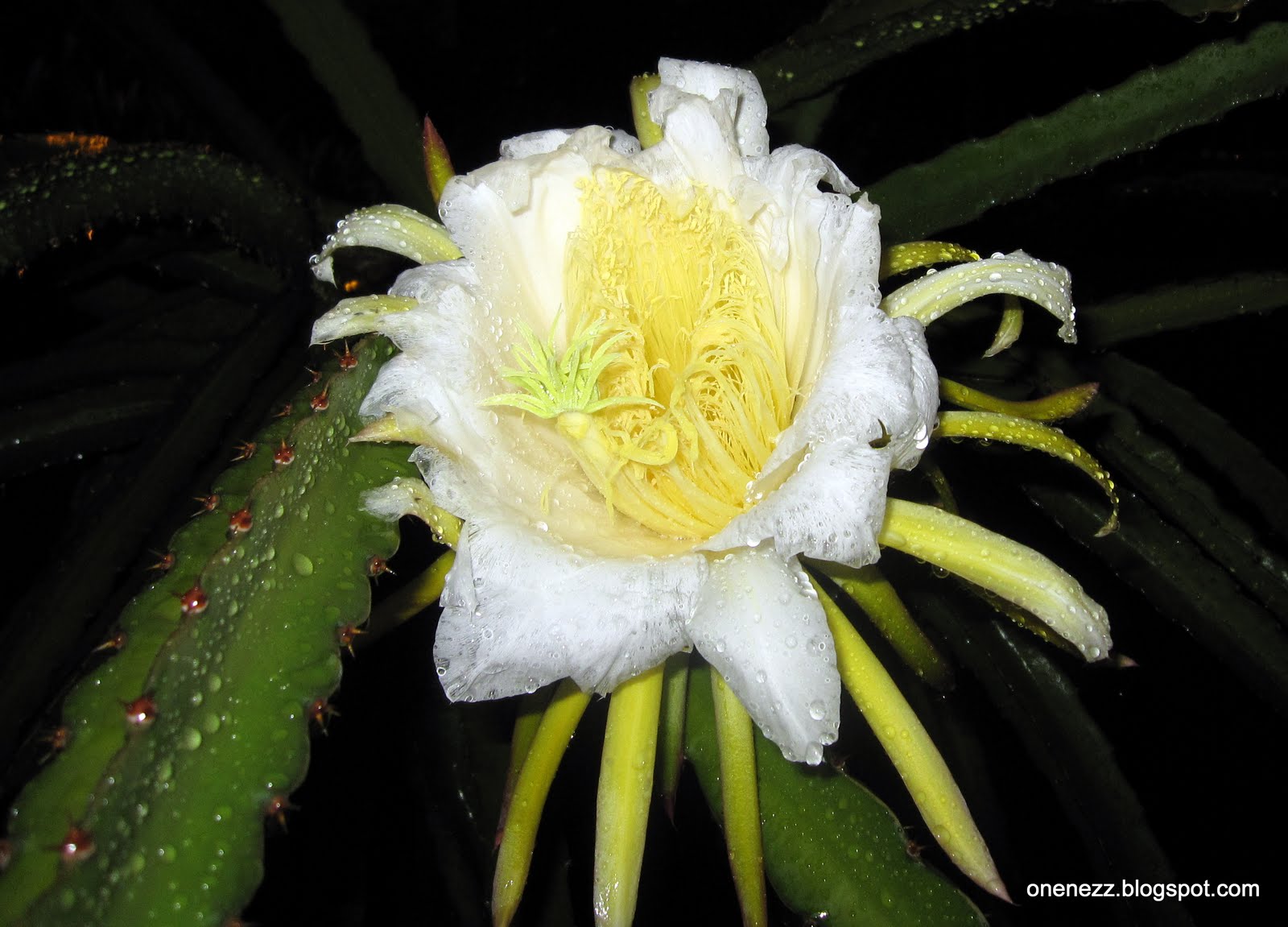 Yellow Dragon Fruit Flower